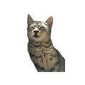 Funny Cat Kiss-Cut Sticker