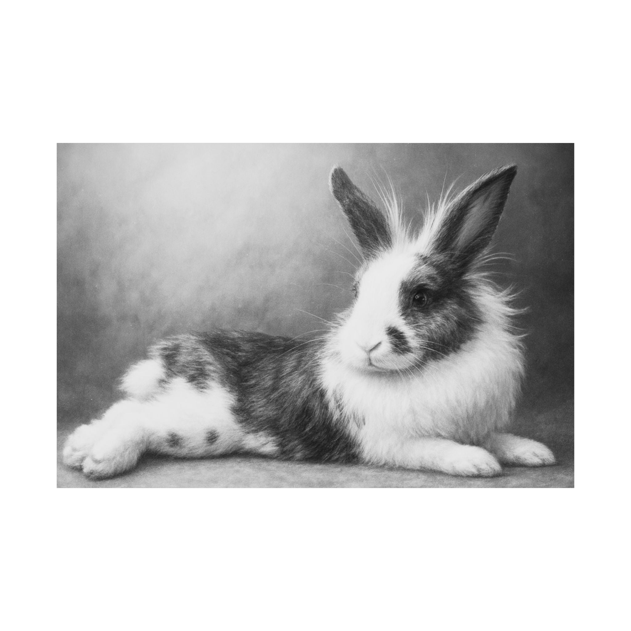 Bunny Photo Matte Poster — Black & White Horizontal Wall Art