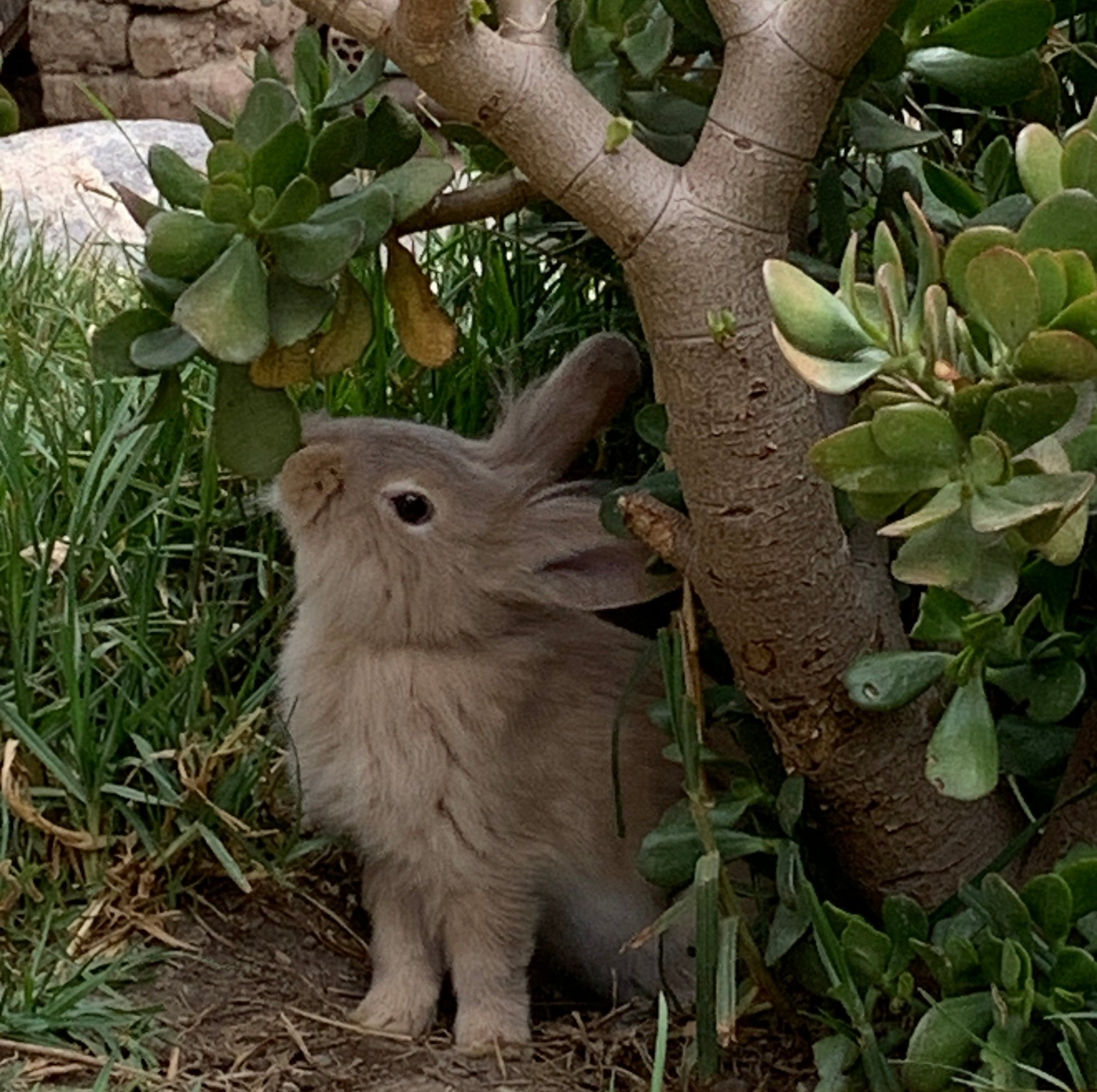 Sponsor a Bunny Sterilization