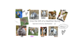 Sponsor a Bunny Sterilization